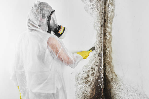 Reliable Milford, IL Mold Removal Solutions