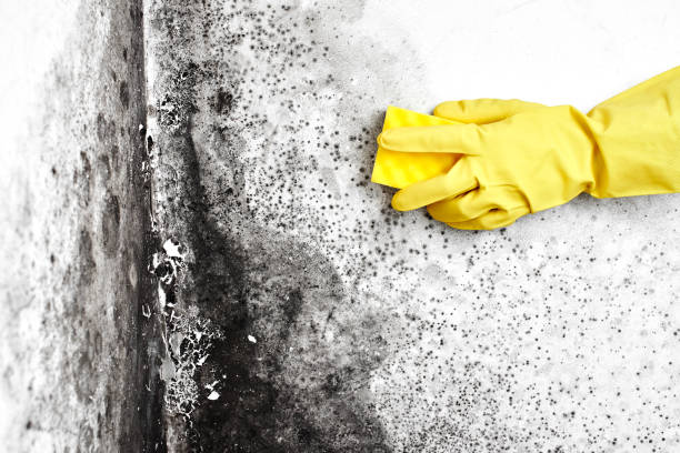 Best Best Mold Removal Companies  in Mford, IL