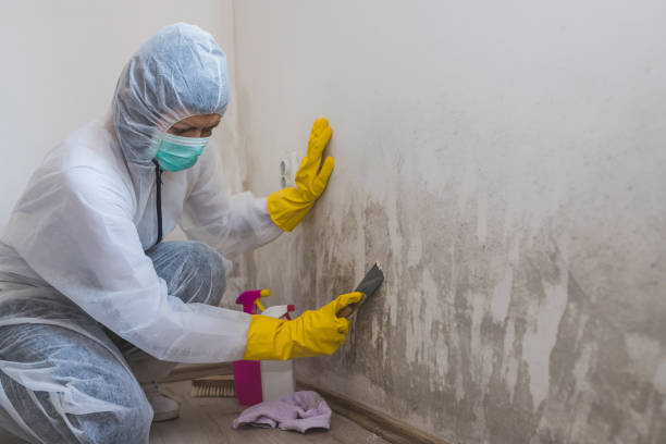 Best Mold Testing  in Mford, IL