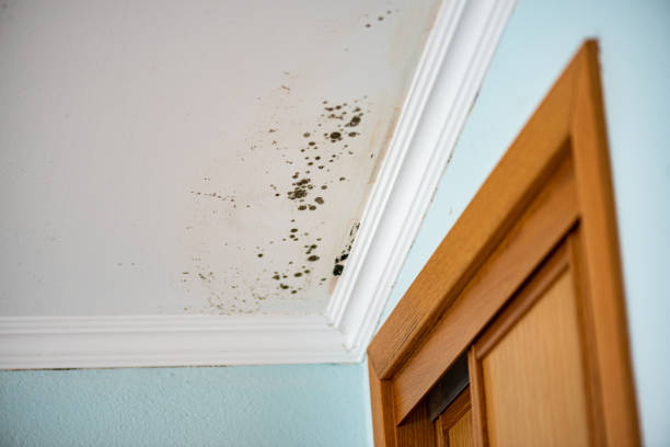 Best Residential Mold Removal  in Mford, IL