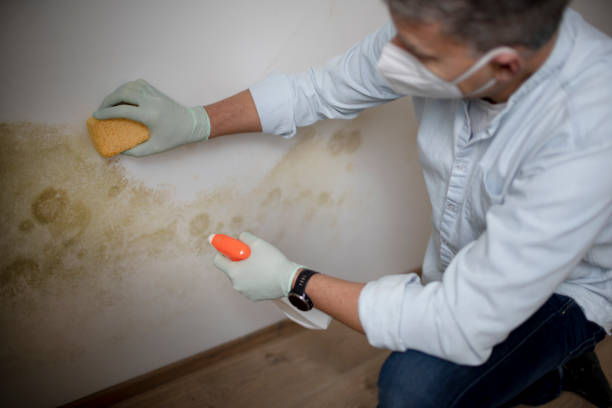 Best Certified Mold Removal  in Mford, IL