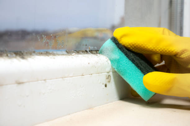 Best Same-Day Mold Removal  in Mford, IL
