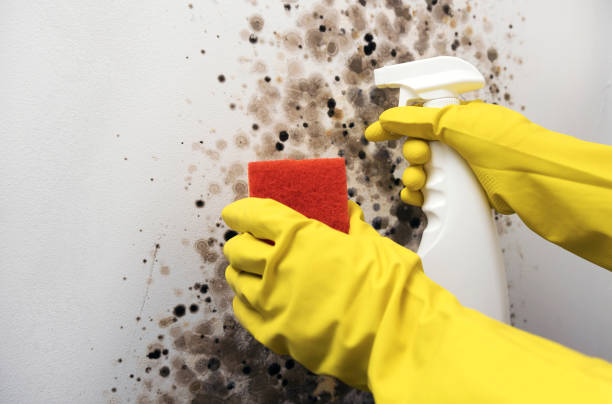Best Mold Remediation  in Mford, IL