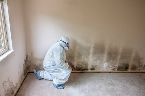 Best Crawl Space Mold Removal  in Mford, IL