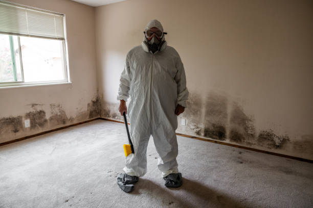 Best Mold Damage Repair  in Mford, IL