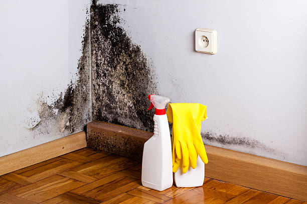 Best Local Mold Removal Service  in Mford, IL