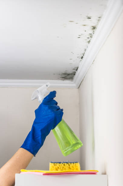 Office Mold Removal Services in Milford, IL